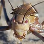 Image result for Image of Cricket Insect