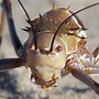 Image result for Funny Cricket Insect