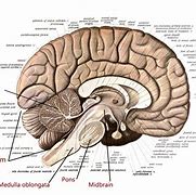 Image result for Human Brain Stem