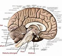 Image result for Brain with Parts