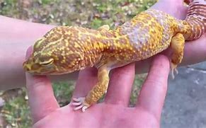 Image result for Biggest Gecko in the World