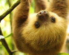 Image result for Alia Sid the Sloth