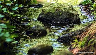 Image result for Rock Moss Lawn