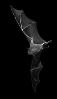 Image result for Black and White Bat Photography