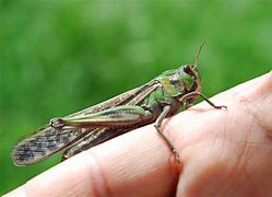 Image result for UK Garden Cricket Bug