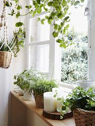 Image result for Garden Indoor Window