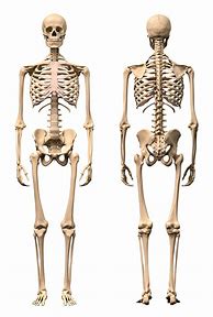 Image result for Skeleton Size