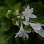Résultat d’images pour Hosta plantaginea Grandiflora