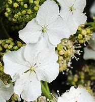 Image result for Hydrangea quercifolia Ice Crystal (r)