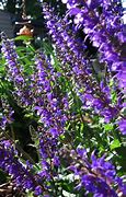 Image result for Catnip Plant Cats