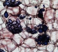 Image result for Apple Cell Under Light Microscope 60X