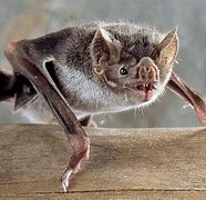 Image result for Vampire Bat Drinking Blood