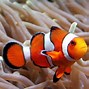 Image result for clown fish