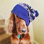 Image result for Dog with Hat Meme