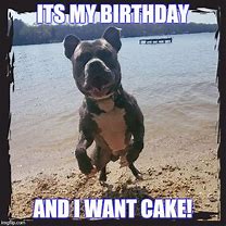 Image result for Pitbull Birthday Meme