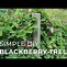 Image result for BlackBerry Trellis Ideas