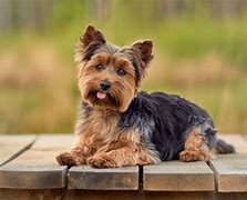 Image result for Black and Brown Yorkie