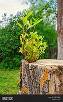 Image result for A Tree Growing Out of a Stump
