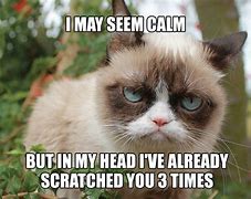 Image result for New Grumpy Cat Memes