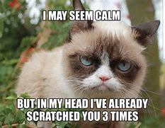 Image result for Grumpy Cat Memes No Gum Clean