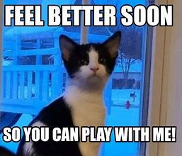 Image result for Support Cat Meme