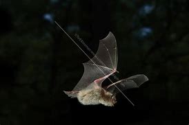 Image result for Little Brown Bat In-Flight