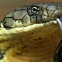 Image result for Black Mamba Snake King Cobra