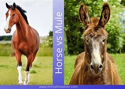 Image result for What Is the Difference Between a Horse vs Mule