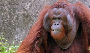 Image result for Pregnant Orangutan