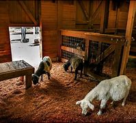 Image result for Animal Barn Inside