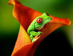 Image result for Red-Eyed Tree Frog On Flower