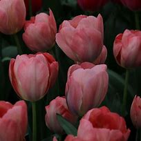 Tulipa Mystic van Eijk-साठीचा प्रतिमा निकाल