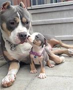 Image result for Pit Bull Lovers
