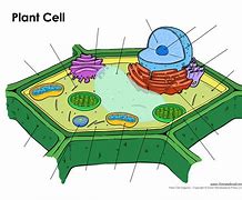 Image result for Plant Cell without Labels
