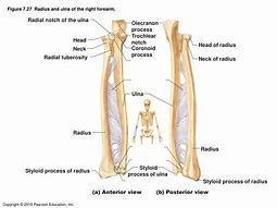 Image result for Fly Foot Radius