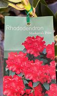 Rhododendron (T) Markeetas Prize 的图像结果