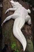 Image result for Albino Saltwater Crocodile