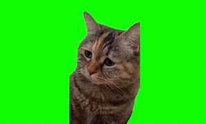 Image result for Sad Cat Meow