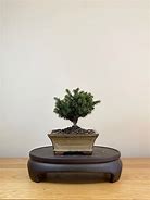 Image result for Bonsai Tree NZ