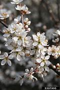 Image result for Prunus spinosa