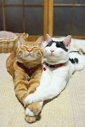 Image result for Cats Holding Hands