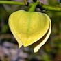 Image result for Pond Apple Edible