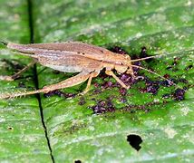 Image result for Feeding Crickets