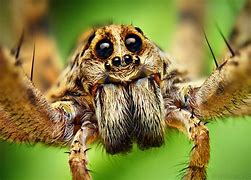 Image result for Wolf Spider Eyes