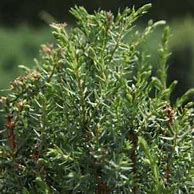 Image result for Juniperus comm. Arnold
