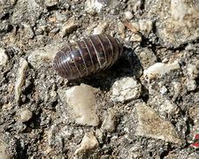Image result for Woodlouse Roly Poly