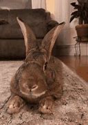 Image result for 90s TV Rabbit Ears