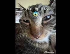 Image result for New Rizz Cat Meme