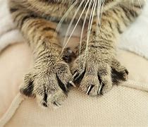Image result for Scratch Y Cat Claws