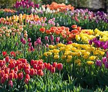 Image result for tulips gardens spring seasons